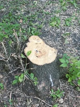 Freshly cut small tree stump Stock Photos
