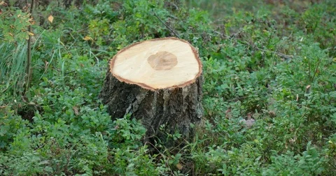 Freshly Cut Stump of a Birch Tree. 4k DCI footage Video stock 82973299