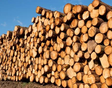 Freshly cut timber Stock Photos