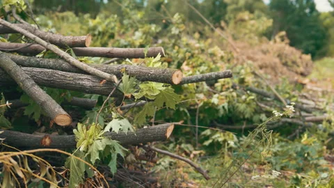 Freshly Cut Tree Branches and Green Leaves Pile After Urban Park Pruning Stock Footage 339634032