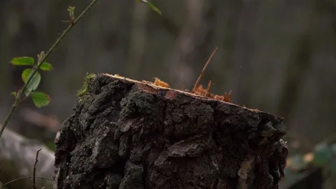 Freshly cut tree in forest Stock Footage 152297534