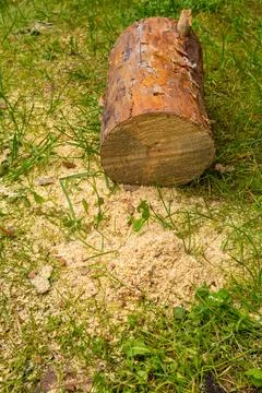 Freshly Cut Tree Log and Sawdust on Grass Stock Photos