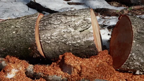 Freshly cut tree log covered in bright sawdust in winter forest Video stock 333580852