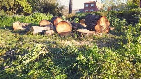 Freshly Cut Tree Logs and Firewood Resting on Grass in Evening Sunlight 스톡 동영상 332241716