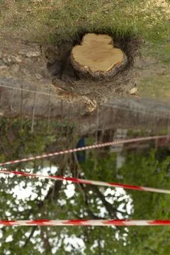 Freshly cut tree stump in cordoned outdoor area Stock Photos