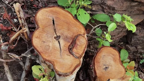Freshly Cut Tree Stump Cross Section Video stock 337438109