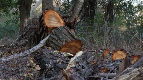 Freshly Cut Tree Stump in a Dry Forest with Exposed Rings and Fallen Branches Stock Footage 301490368