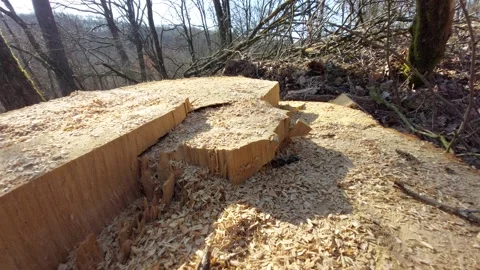 Freshly cut tree stump in the forest with wood chips and sawdust Stock Footage 333642874