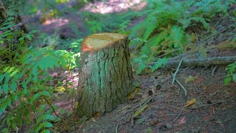 Freshly cut tree stump on forest trail hillside Stock Footage 339039599