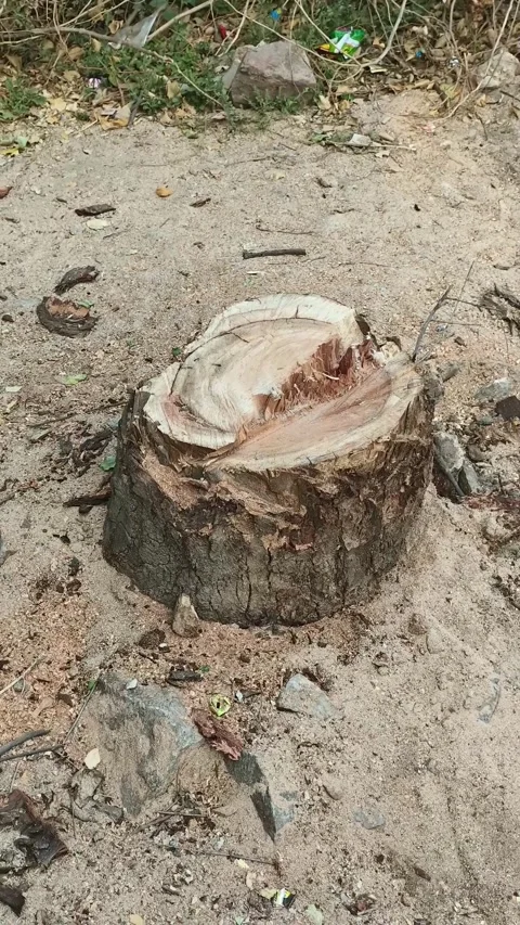 Freshly Cut Tree Stump on Ground 库存影片 330326283
