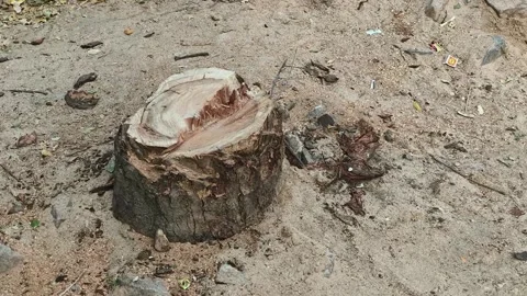 Freshly Cut Tree Stump on Ground Close Up 動画素材 330326473