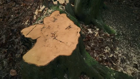 Freshly Cut Tree Stump in Leaf-Covered Forest 스톡 동영상 299768995