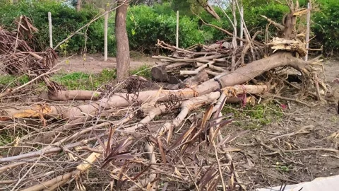 Freshly cut tree trunk and logs lying on ground for land clearing Stock Footage 325416305