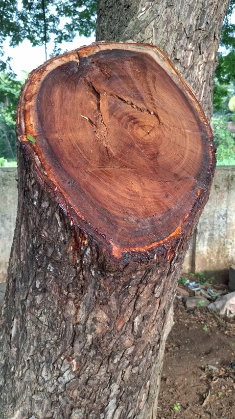 Freshly Cut Tree Trunk Cross Section with Rich Bark Texture Video stock 337333549