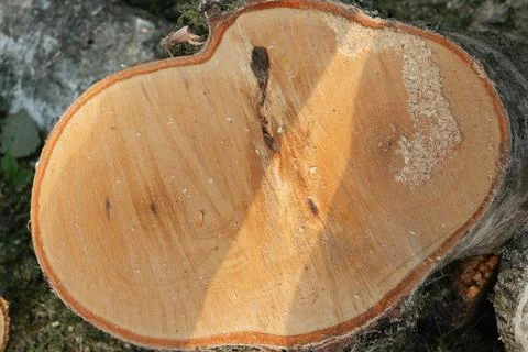 Freshly Cut Tree Trunk Cross Section Stock Photos