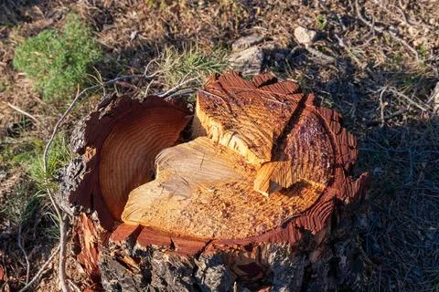 Freshly cut tree trunk. Forest scene. Deforestacion Stock Photos