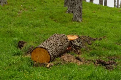 Freshly Cut Tree Trunk Lying Green Hillside Foto stock