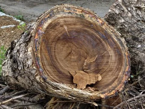 Freshly cut tree trunk showing detailed annual growth rings 库存照片