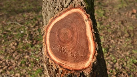 Freshly cut tree trunk with visible growth rings, natural wood texture show.. Stock Footage 327794036