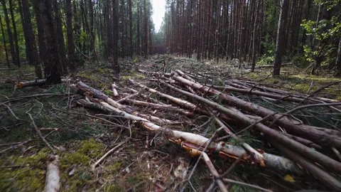 Freshly Cut Tree Trunks After Timber Harvesting in Forest Area Stock Footage 340504469
