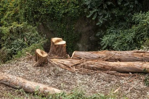 Freshly cut tree trunks in tropical forest highlighting deforestation impact Stock Photos
