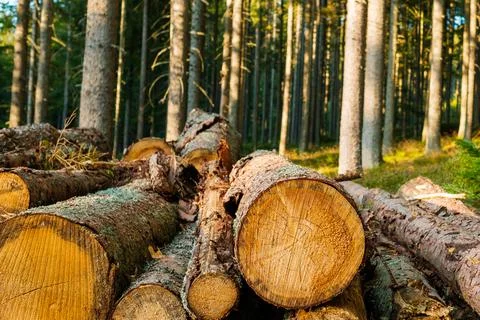 Freshly cut trees in the forest. Rows of piled of logs Fotos Stock