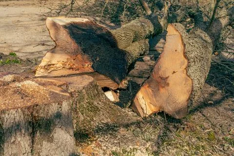 Freshly cut trunk tree - maple and its stump Stock Photos