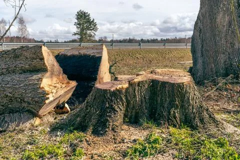 Freshly cut trunk tree - maple and its stump Stock Photos