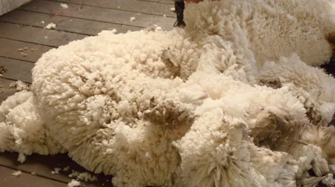 Freshly Cut Wool As Sheep Is Being Shorn Stock Footage 44392458