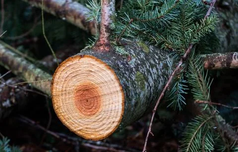 Freshly cut young pine tree trunk Stock Photos