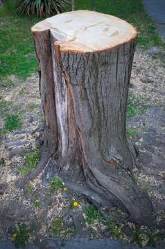 Freshly cuted tree Stock Photos