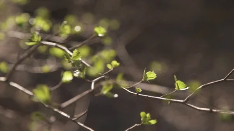 Freshly dissolved leaves Vidéo 105726922