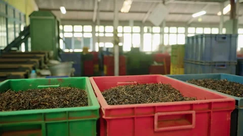 Freshly dried loose leaf tea fills colorful bins at busy processing plant Stock Footage 274936274