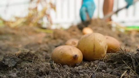 Freshly dug potatoes close-up, in the background a woman digs potatoes in a Stock Footage 254544975