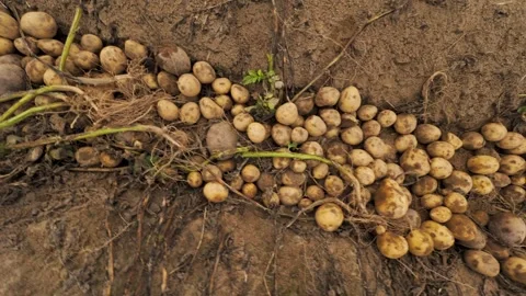 Freshly dug potatoes on ground between the rows. potato harvesting, close-up Stock Footage 244800157
