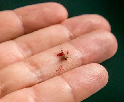 Freshly executed mosquito containing human blood 写真素材