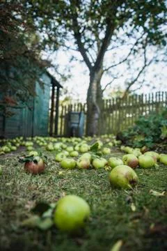 Freshly Fallen Apples Stockfoto's