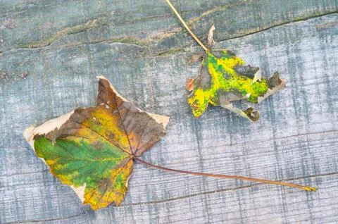 Freshly fallen autumn leaf. Stock Photos