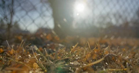 Freshly Fallen Leaves in Back Yard Video stock 234148458