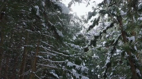 Freshly Fallen Snow on Branches of Pine Trees, Japanese Alps Forest Stock Footage 171044785
