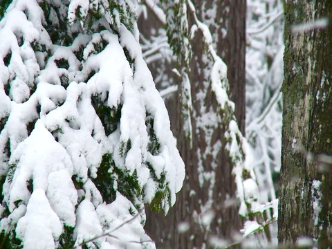 Freshly Fallen Snow on Pine Tree Stock Footage 115259351