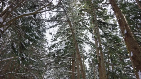 Freshly Fallen Snow on Pine Trees, Nagano Japan 스톡 동영상 171044608