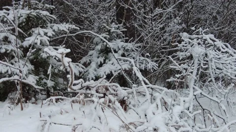Freshly fallen snow in the woods - tracking shot close up Stock Footage 146797705