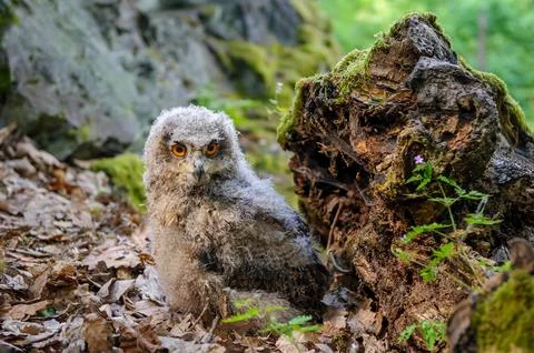 A freshly fledged Eurasian eagle-owl calf exploring its surroundings on the 스톡 사진