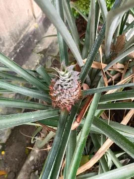 Freshly fruiting pineapple tree Stock Photos