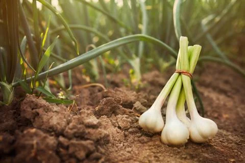 Freshly garlic on the ground Stock Photos