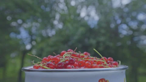 Freshly gathered red currant kept in casserole against garden Stock Footage 247793971
