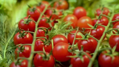 Freshly Harvest Ripe Tomatoes on a Branch in Greens and Lettuce Leaves, Close-up Stock Footage 210192053