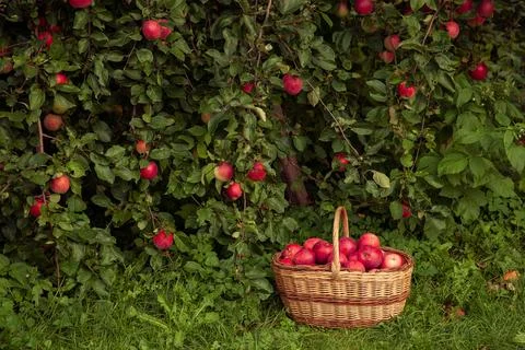 Freshly harvested apples in rustic setting Stock Photos