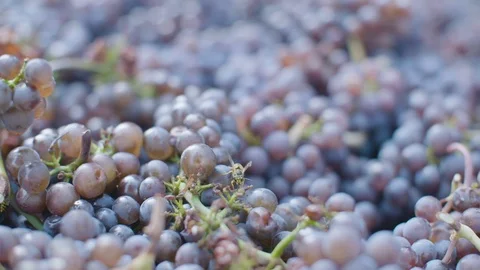 Freshly harvested bunches of grapes Stock Footage 87808237